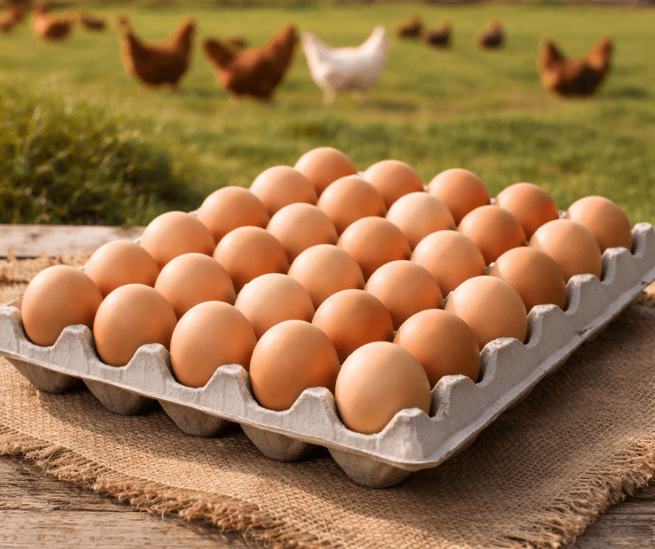 Gezen Tavuk Yumurtası 32'li